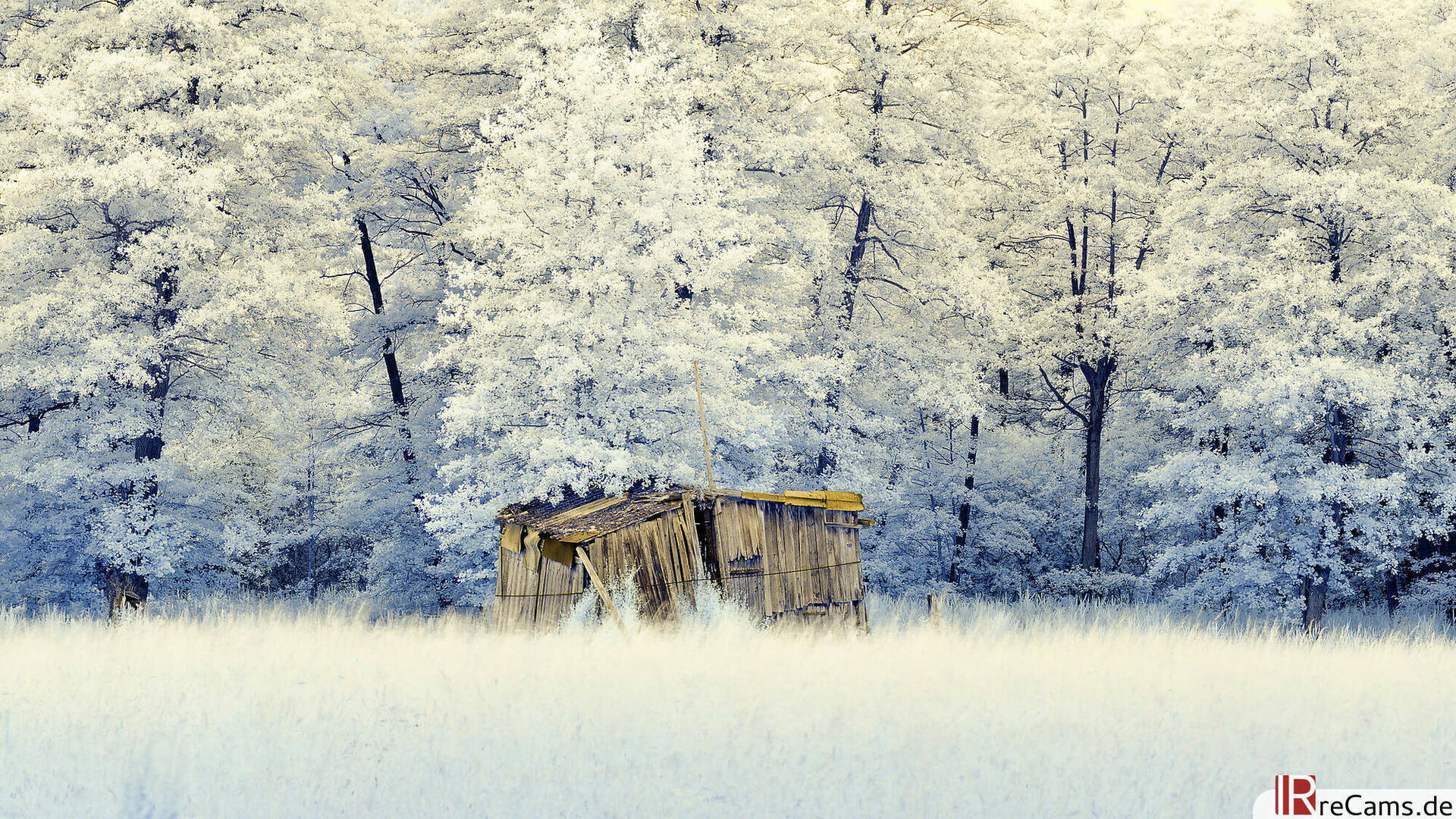 Farb Infrarot Hütte im Wald