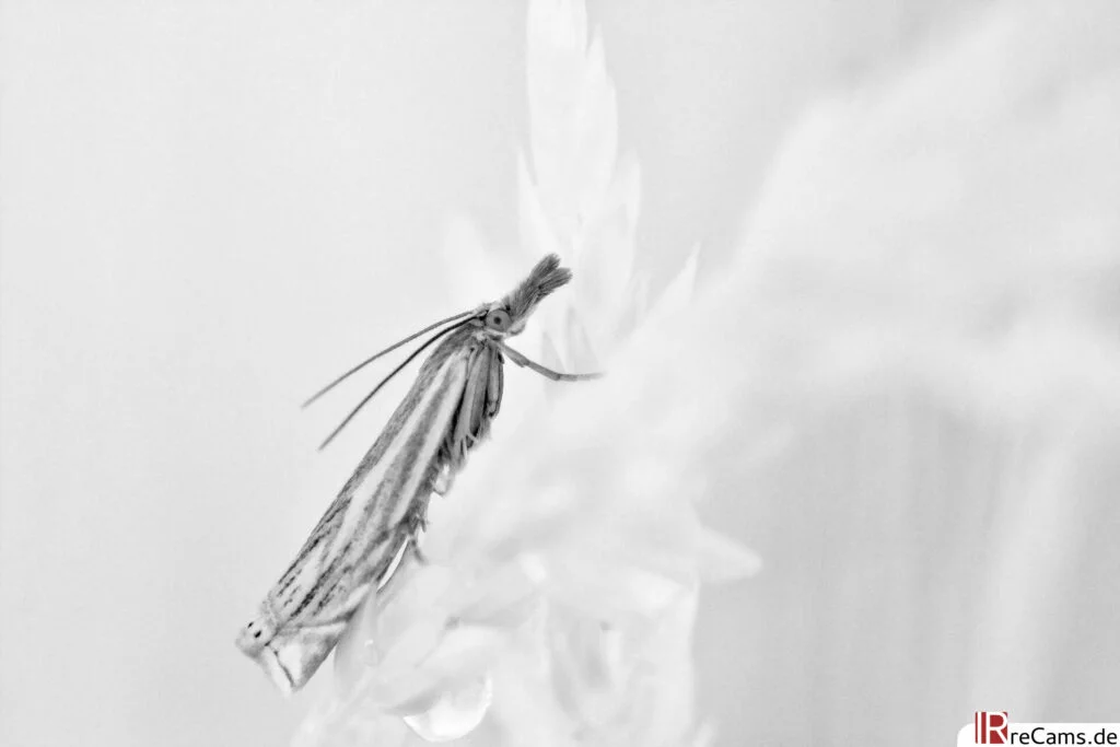 Infrarot Makro - 630 nm