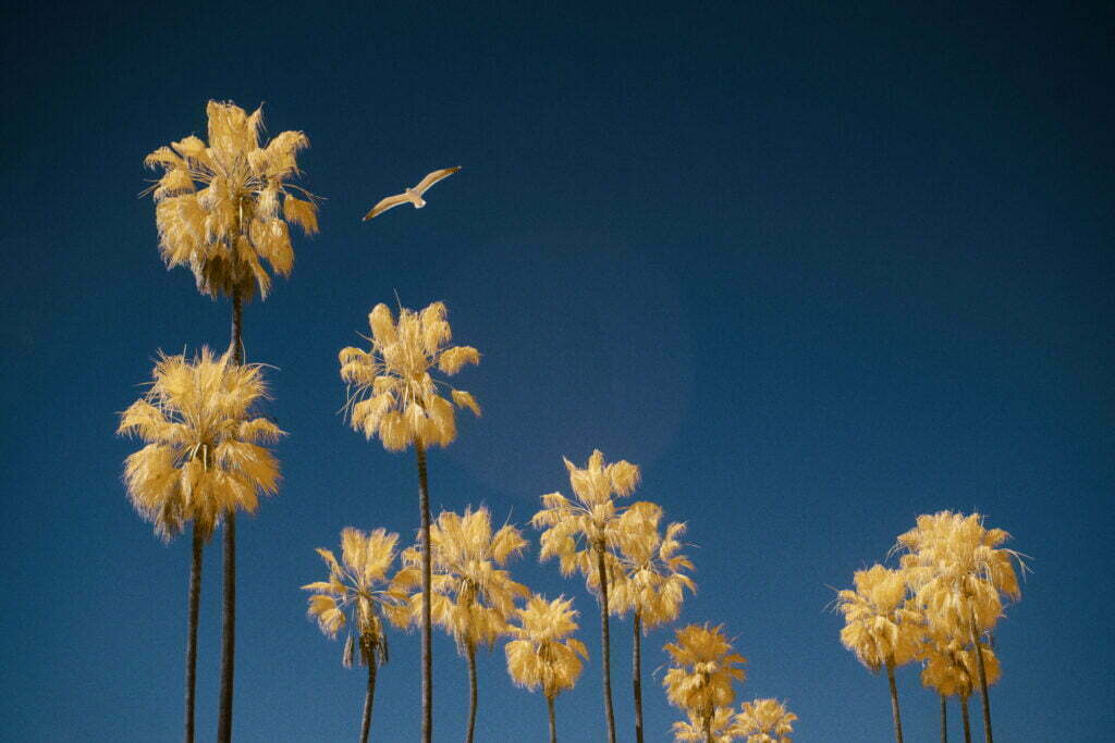 CALIFORN-IR - ©Simon Puschmann