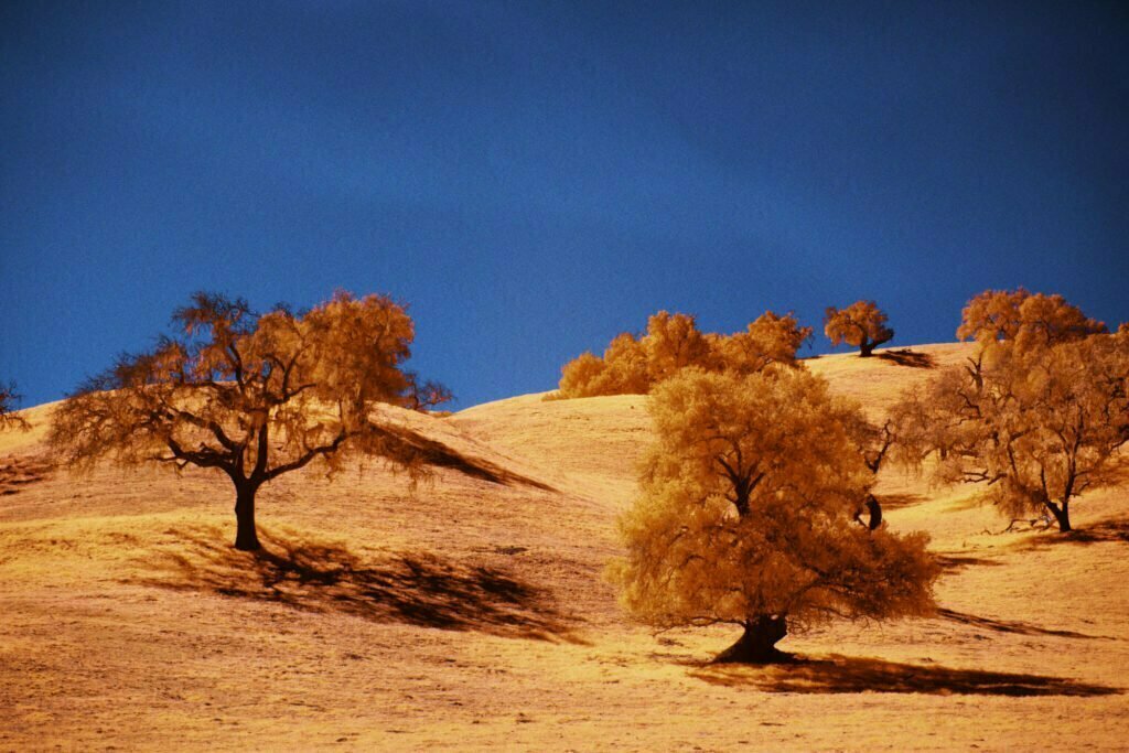 CALIFORN-IR - ©Simon Puschmann