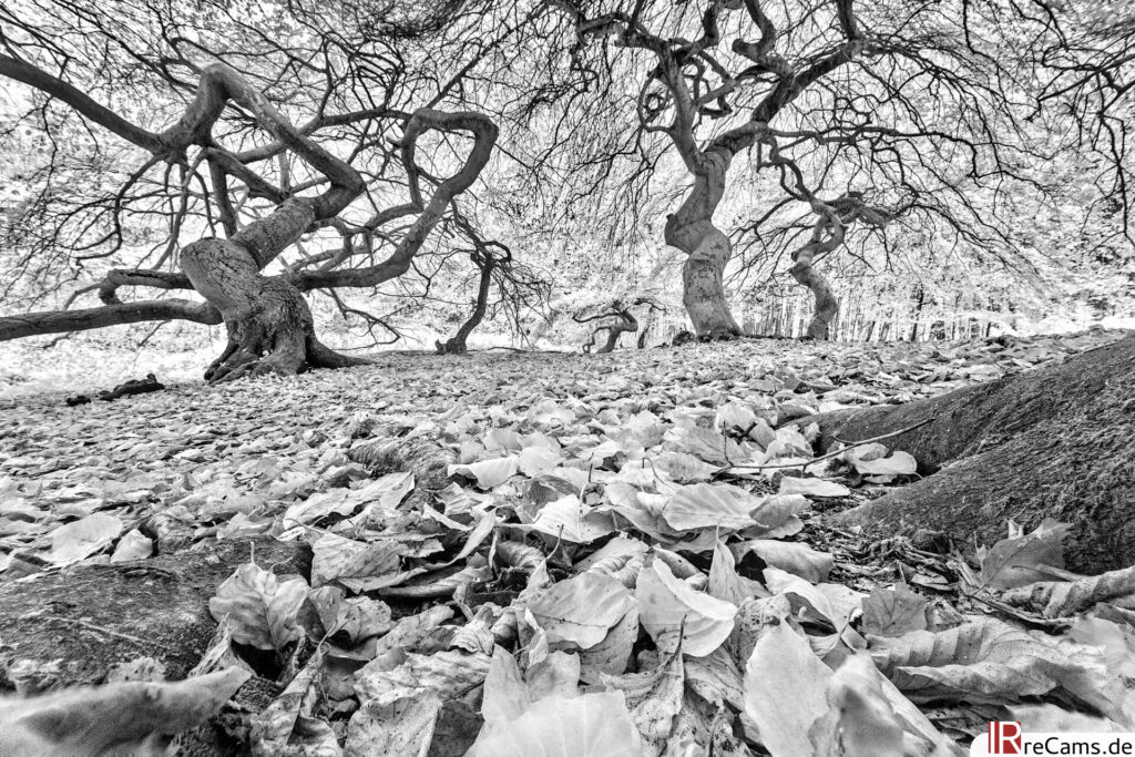Il bosco delle streghe in autunno (700 nm)