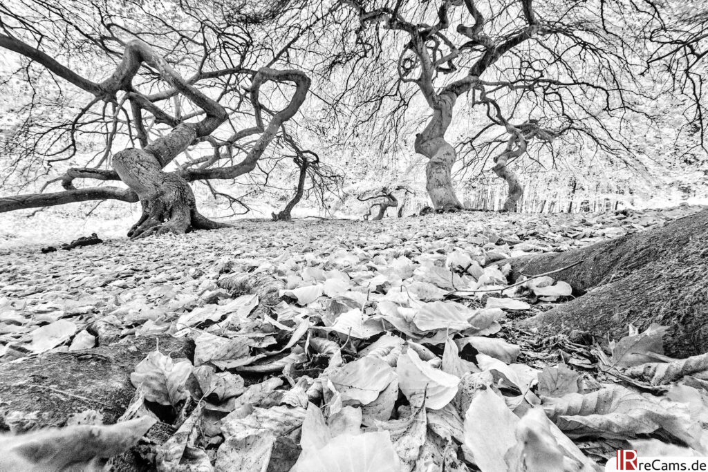 Bosque de las brujas en otoño (700 mn)