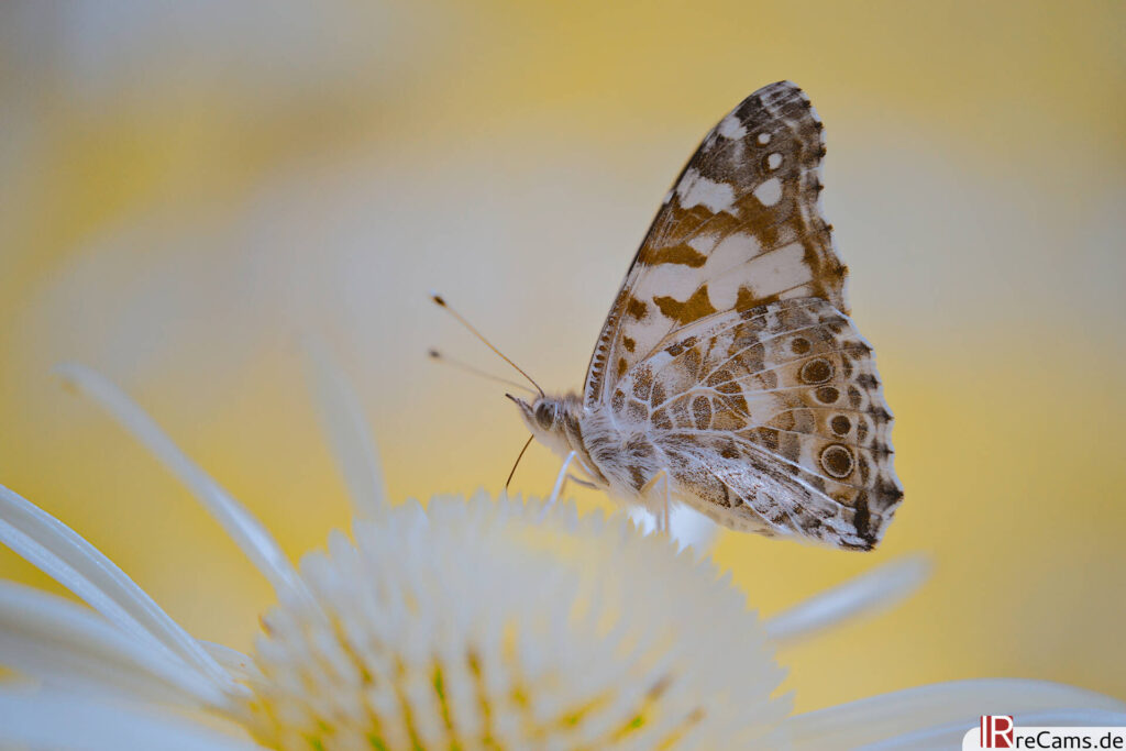 Mariposa cardencha (630 nm)