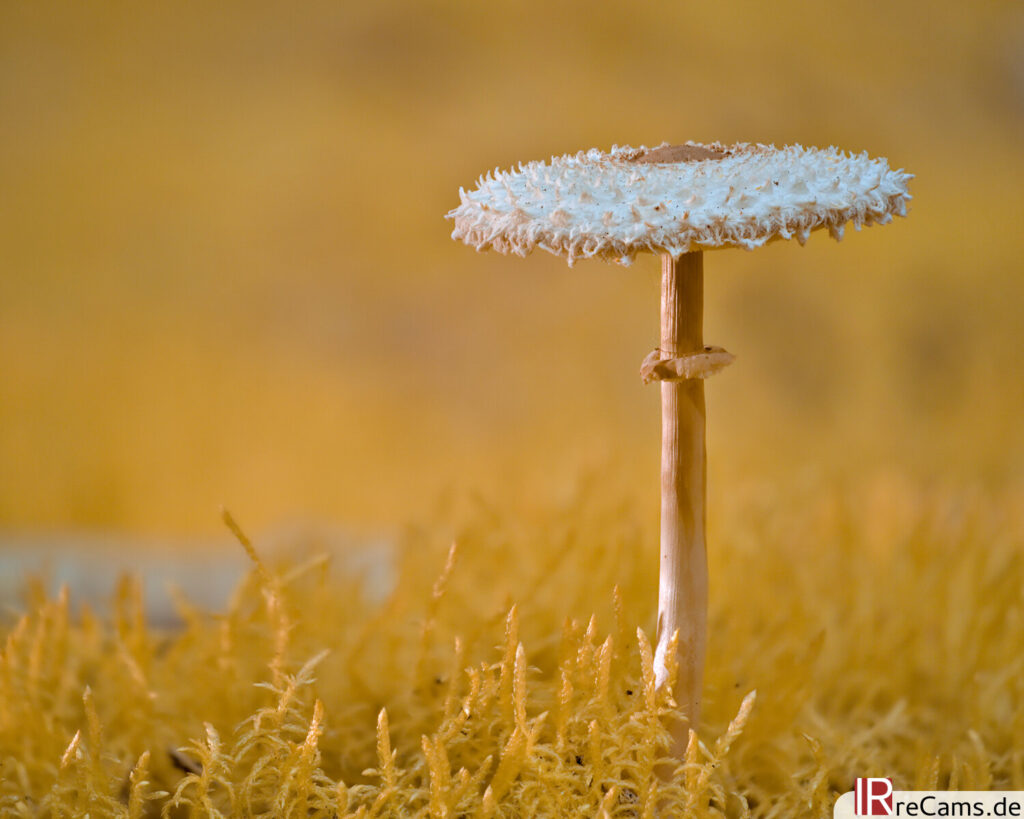 Schirmling dans la forêt (630 nm)
